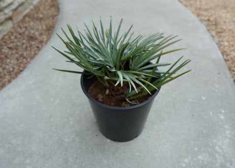 チャメロプス　セリフェラ 　Chamaerops humilis var. Cerifera  No.2