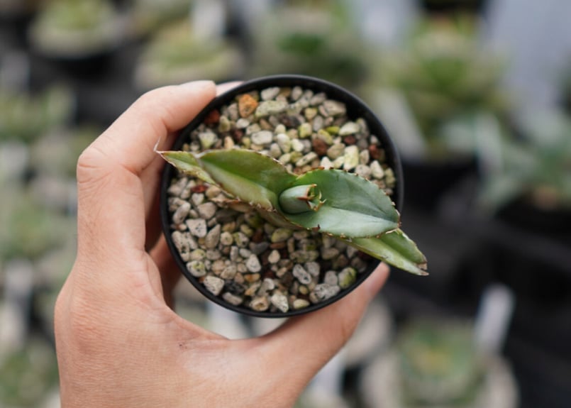 アガベ ホワイトアイス 子株 | mana's farm:塊根植物・アガベ