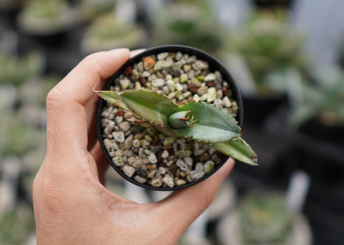 アガベ ホワイトアイス 子株 | mana's farm:塊根植物・アガベ・ドライ