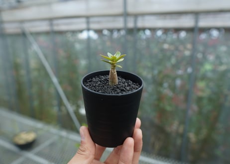 アデニウム　Adenium  No.4