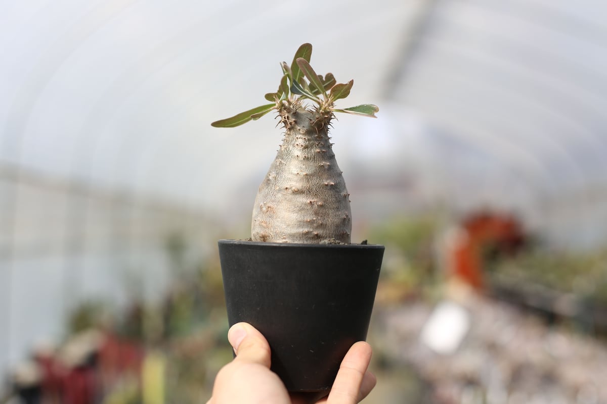 パキポディウム カクチペス | mana's farm:塊根植物・アガベ・ドライ