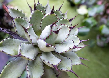 Agave macroacantha x Potatorum　大　超短葉