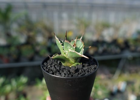 アガベ　チタノタ　MI02　agave titanota MI02