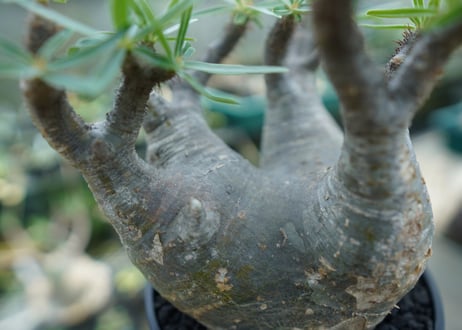 パキポディウム　グラキリス　 Pachypodium Gracilius  No.2