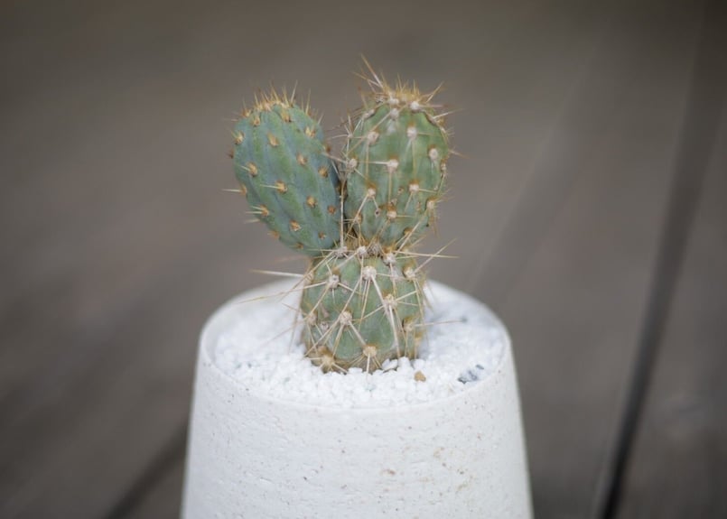 ミクエリオプンチア・ミクエリー Miqueliopuntia miquelii | mana'