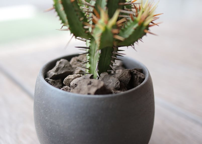 ユーフォルビア黄刺紅彩閣 euphorbia enopla Yellow spina | m