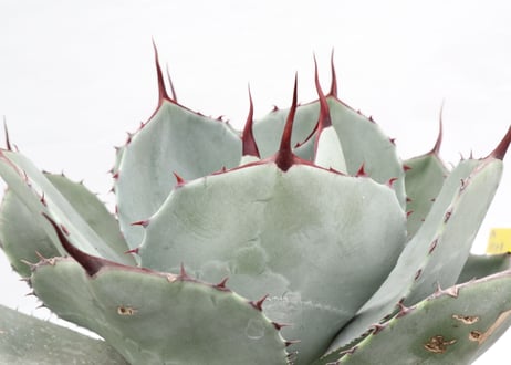 Agave parryi var truncata Huntington  №3