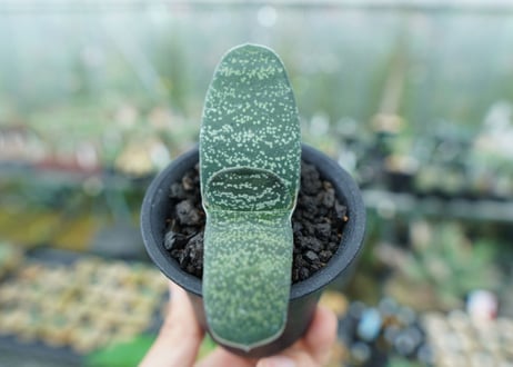 ガステリア　エクセルサ　Gasteria excelsa