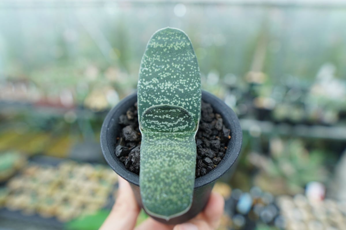 ガステリア エクセルサ Gasteria excelsa | mana's farm:塊根植物