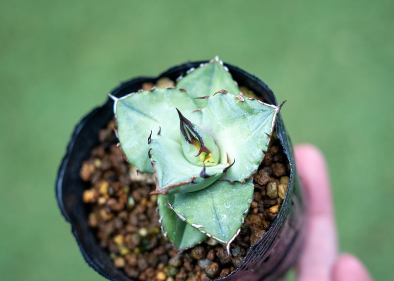 アガベ オテロイ 沖縄実生 No.1 | mana's farm:塊根植物・アガベ