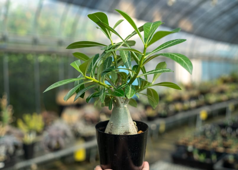 アデニウム | mana's farm:塊根植物・アガベ・ドライガーデン植物販売