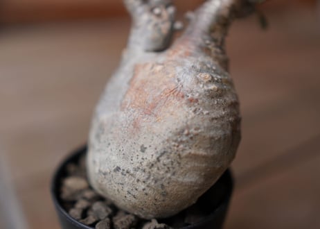 パキポディウム　グラキリス　 Pachypodium Gracilius
