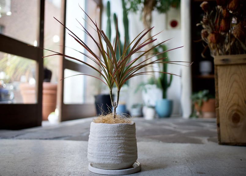 ドラセナ | mana's farm:塊根植物・アガベ・ドライガーデン植物販売