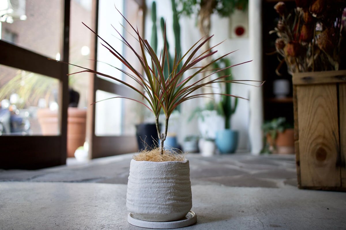 ドラセナ | mana's farm:塊根植物・アガベ・ドライガーデン植物販売