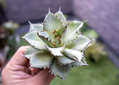 Agave titanota Flligree NO.3