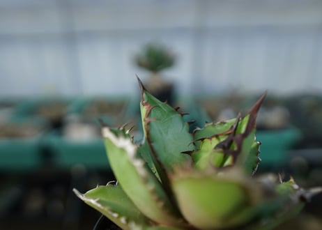 アガベ　チタノタ　黒火焰　Agave titanota Black flame No.1