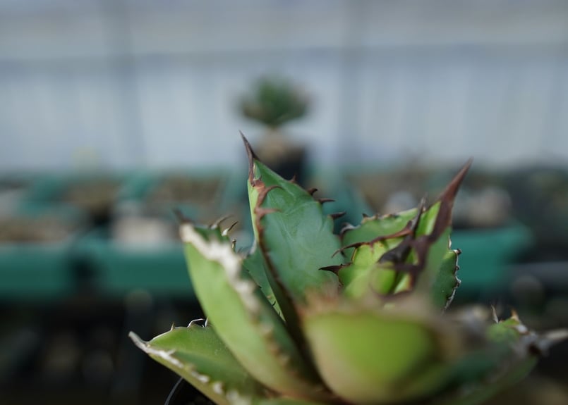 アガベ チタノタ 黒火焰 Agave titanota Black flame No.1 | アガベ チタノタ 黒火焰 Agave titanota Black flame No.1 |