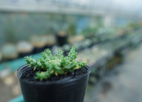 ユーフォルビア　ゴルゴニス　Euphorbia gorgonis  No.4