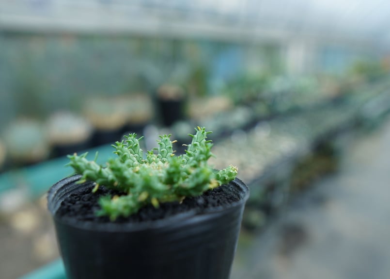 ユーフォルビア ゴルゴニス Euphorbia gorgonis No.4 | mana's