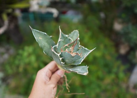 Agave titanota 白鯨 C NO.2