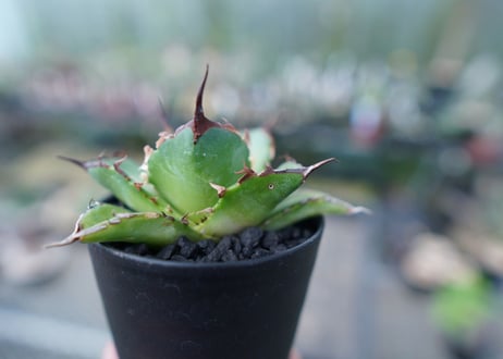 アガベ　チタノタ　ハデス　Agave titanota Hades　No.2