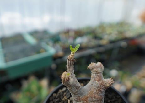 パキポディウム マカイエンセ　Pachypodium makayense　No.1