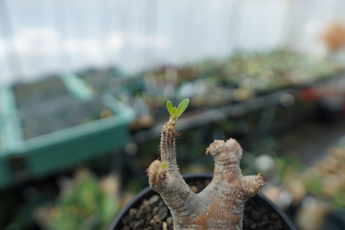 パキポディウム マカイエンセ Pachypodium makayense No.1 | man