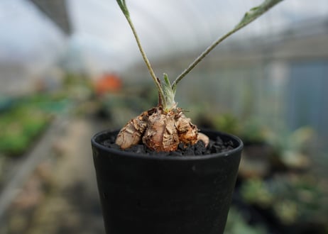 ペラルゴニウム　ビオリフロルム　Pelargonium violiflorum