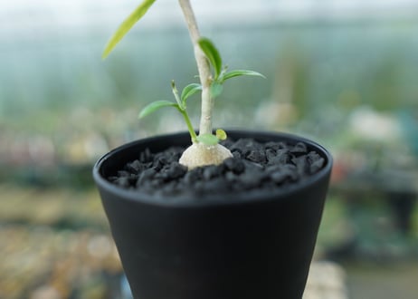 フォッケア　エデュリス　Fockea edulis