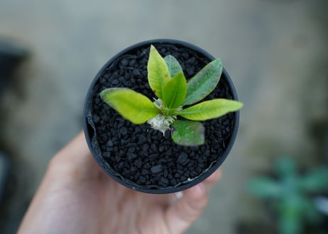 パキポディウム　恵比寿笑い　Pachypodium brevicaule　No.7