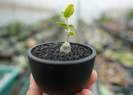 フォッケア　エデュリス　”火星人”　Fockea edulis  No.1