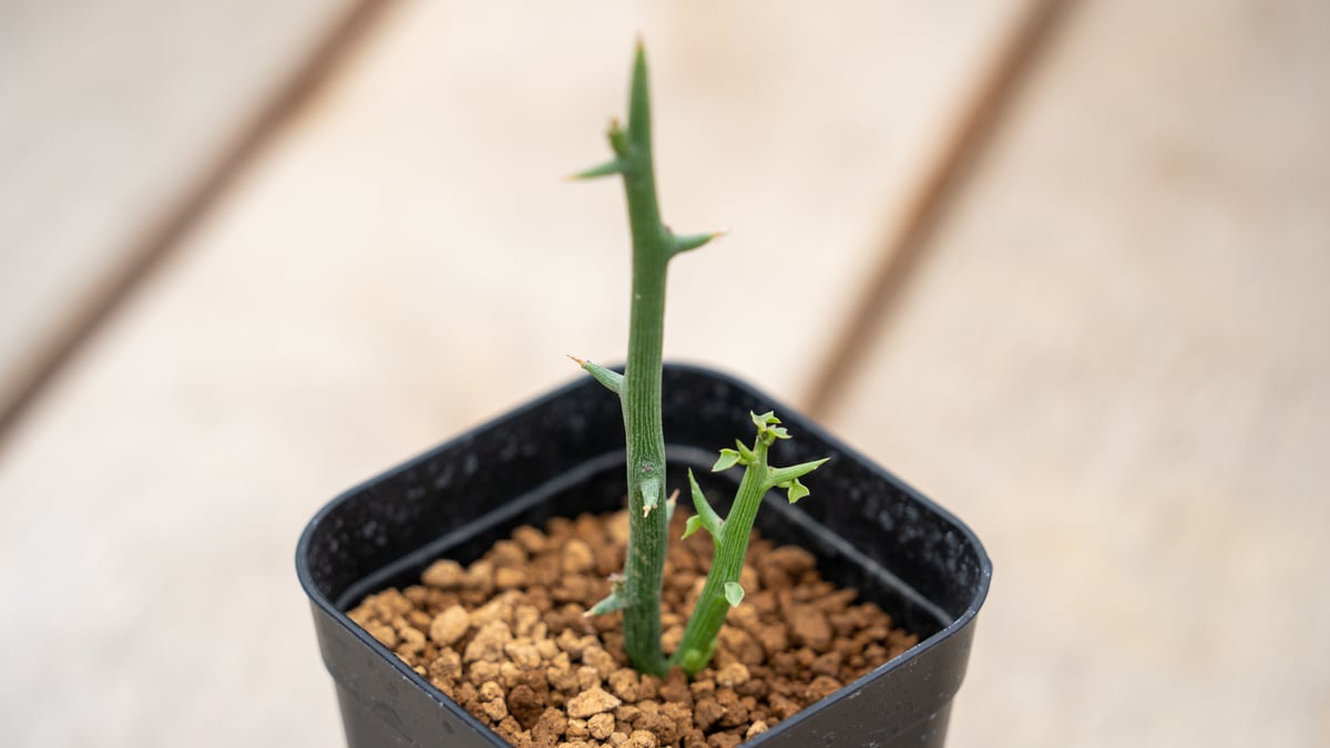 アデニア グロボーサ | mana's farm:塊根植物・アガベ・ドライガーデン