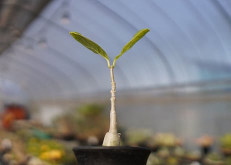 フォッケア　マルチフローラ　Fockea multiflora