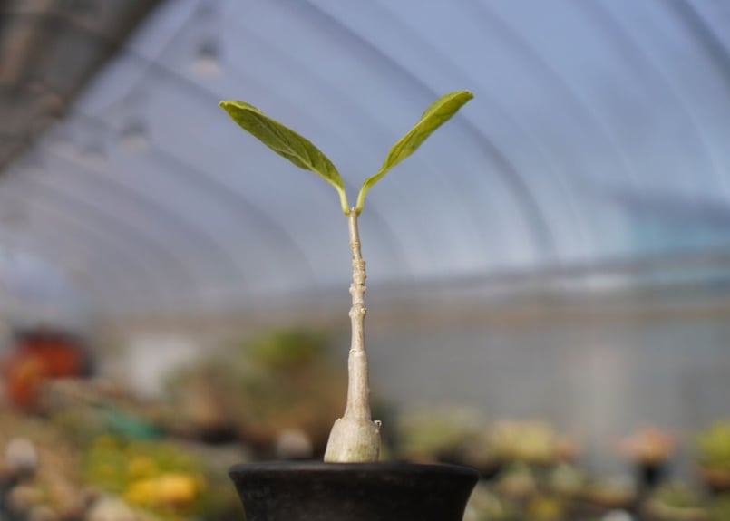 フォッケア マルチフローラ Fockea multiflora | mana's farm:塊