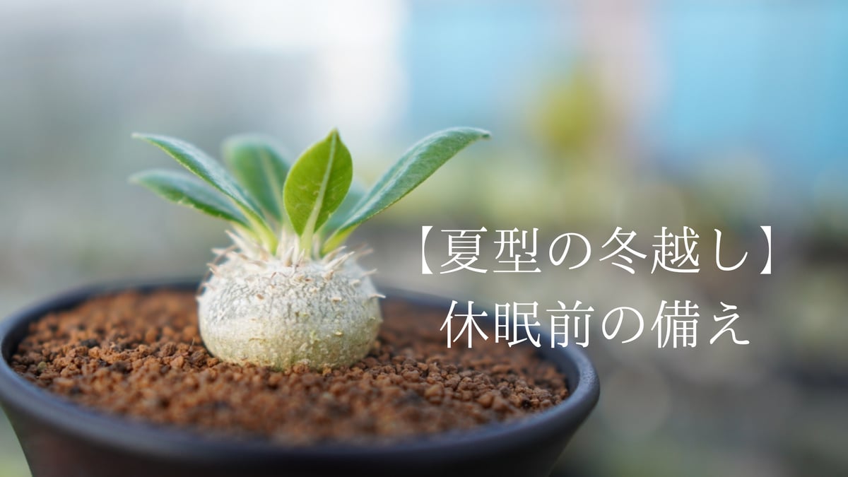 夏型の冬越し】休眠前の備え | mana