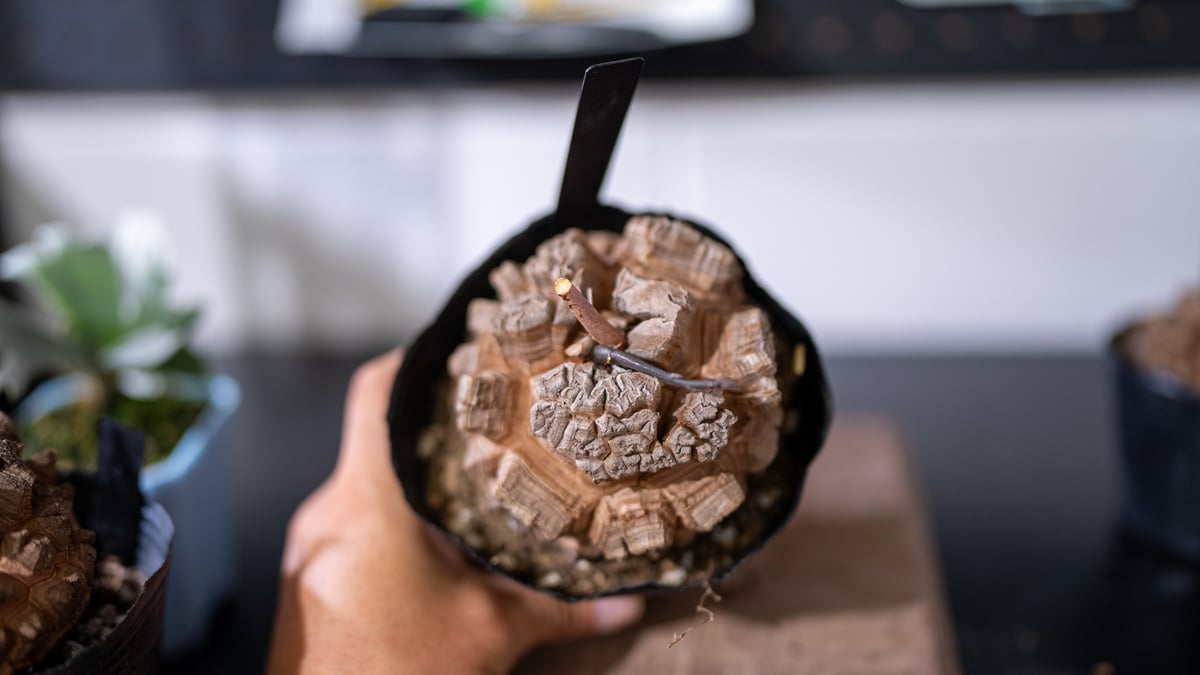 長谷川園芸産】 亀甲竜 No.1 4寸 | mana's farm:塊根植物・アガベ