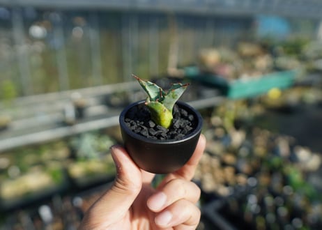 【抜き苗】アガベ パラサナ ファイヤーボール　Agave parrasana Fire ball