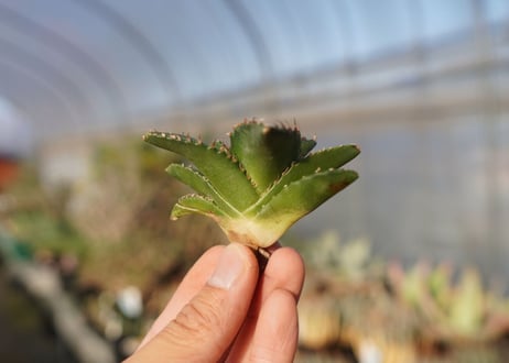 agave titanota ソーラーエクリプス　 NO.4