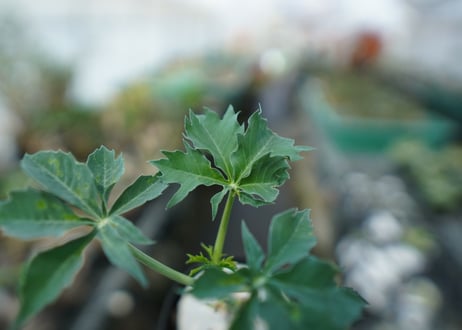 ヤトロファ　錦珊瑚　Jatropha cathartica