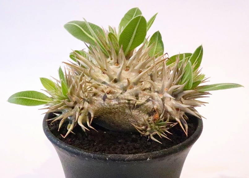 パキポディウム・エブレネウム(ポット付)国内実生 ※美株