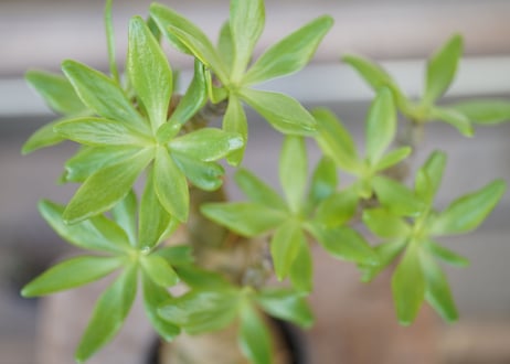Tylecodon paniculatus