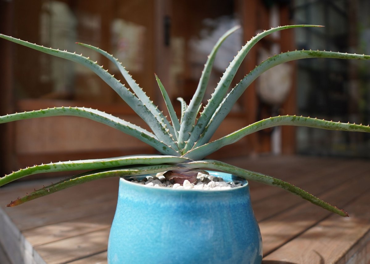 アロエ スプラフォリアータ Aloe suprafoliata | mana's farm:塊