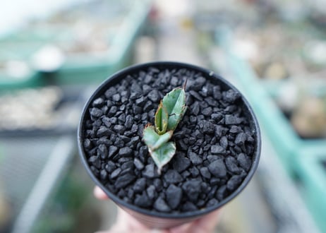 アガベ　チタノタ　 ブラックアンドブルー 　Agave titanota black and blue　No.15