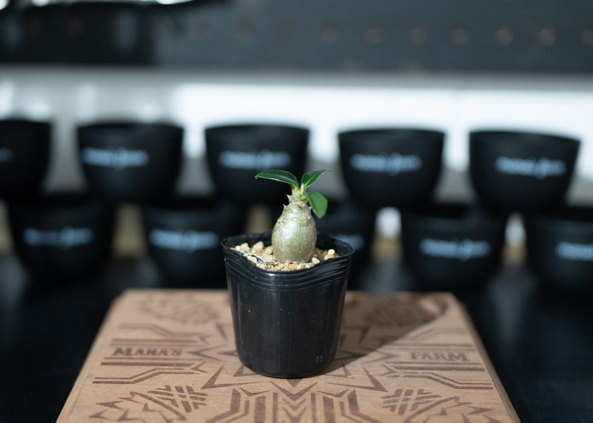 ウィンゾリー パキポディウム 実生株2 パキポディウム ウィンゾリー 【実生】GM2402219 | RAFLUM