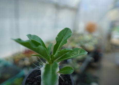 パキポディウム　サンデルシー　Pachypodeium saundersii  No.9