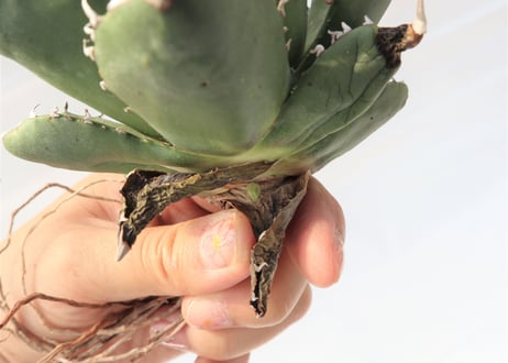 Agave titanota FO-76 compacta dwarf  no.2