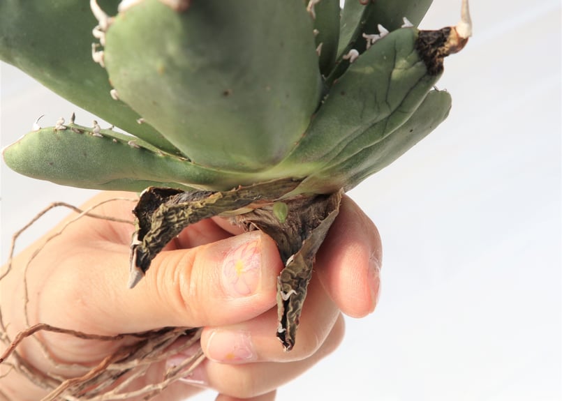 Agave titanota FO-76 compacta dwarf no.2 | man