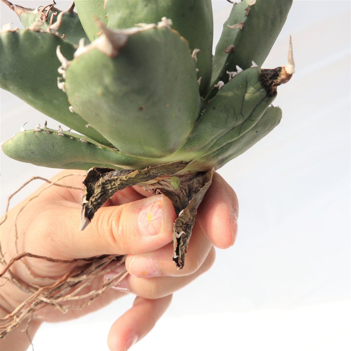 Agave titanota FO-76 compacta dwarf no.2 | man