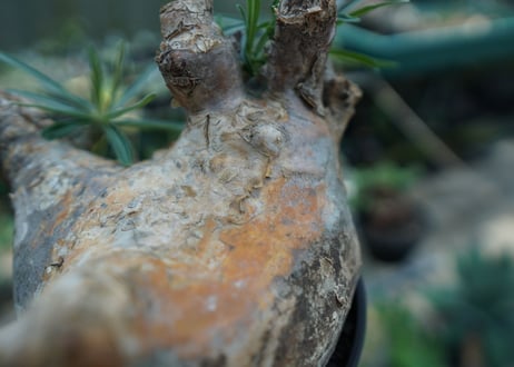 パキポディウム　グラキリス　 Pachypodium Gracilius  No.3