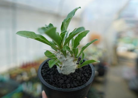 パキポディウム　サンデルシー　Pachypodeium saundersii  No.1